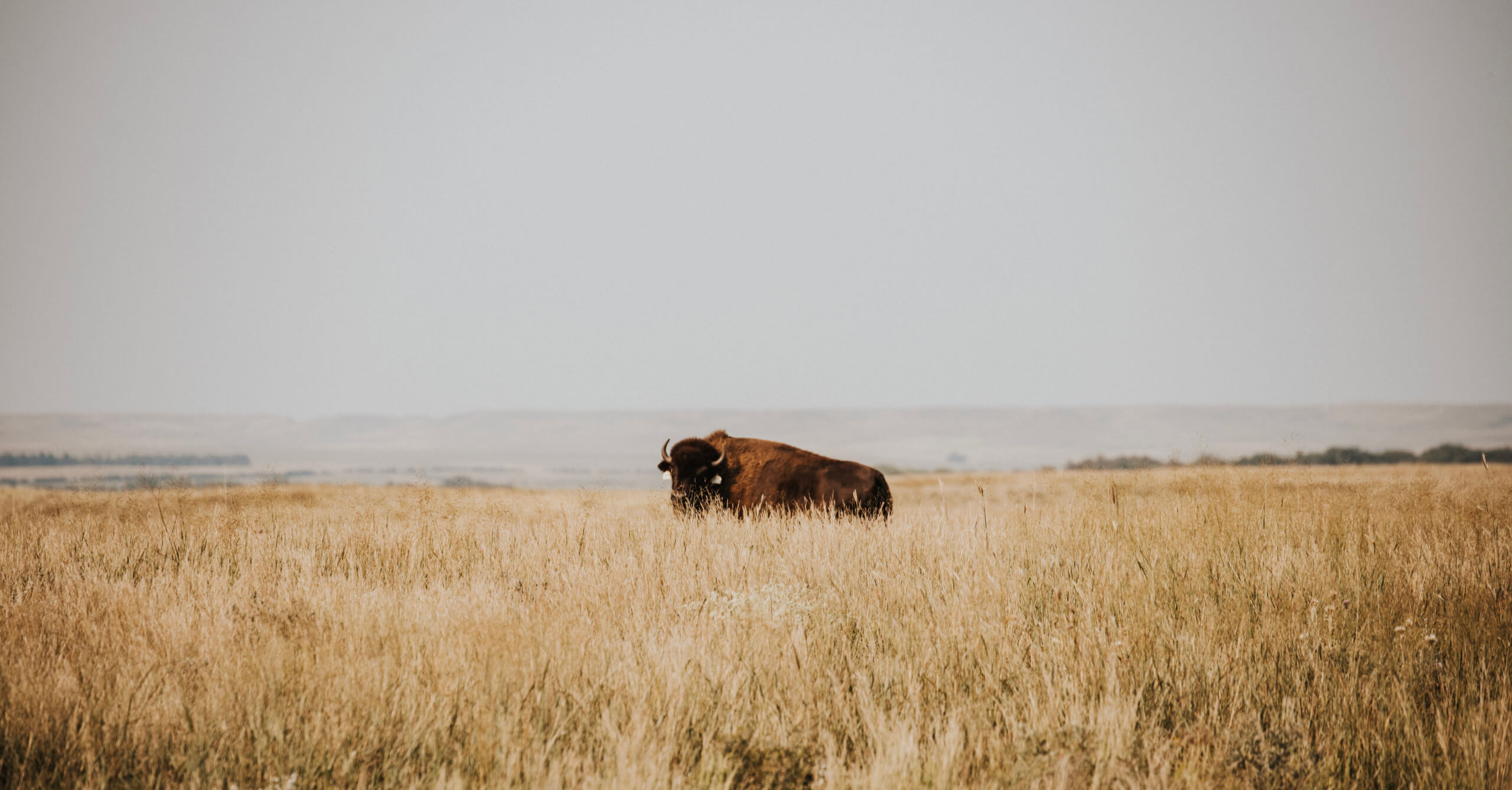 Holiday Charcuterie Protein Essentials - Dakota Pure Bison